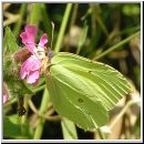 Gonepteryx rhamni - Zitronenfalter 01.jpg